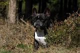 BOULEDOGUE FRANCAIS 911